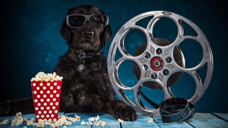 Películas sobre perros: 9 aventuras inspiradoras