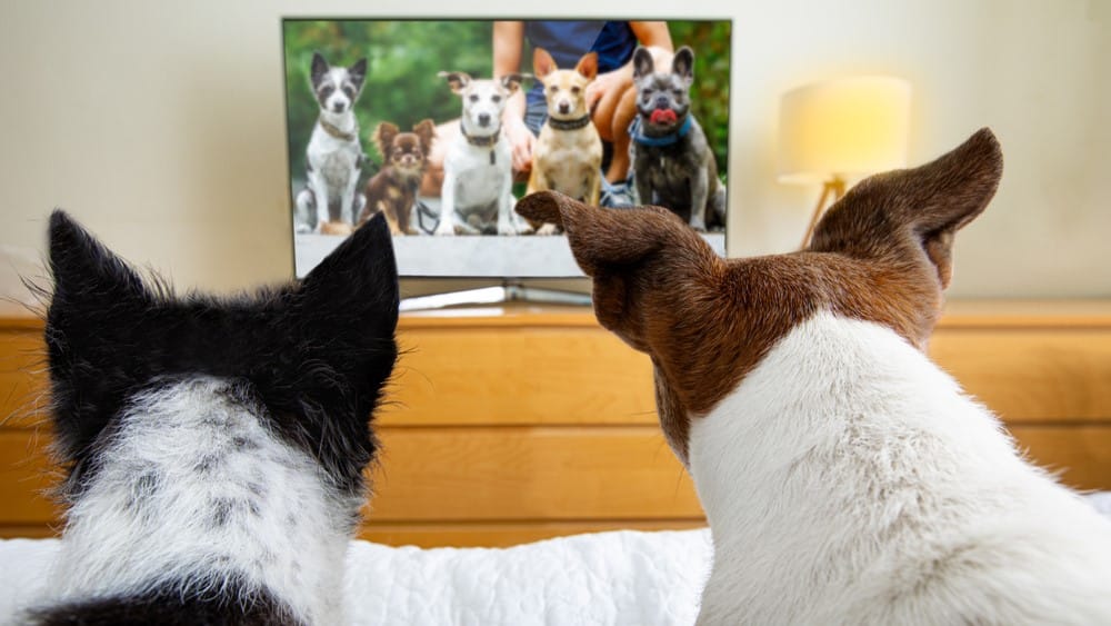 Películas sobre animales: 11 historias que debes ver